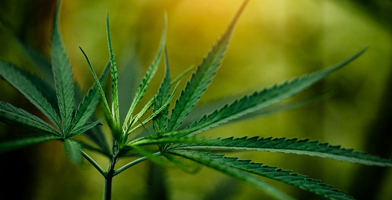 Cannabis marijuana leaf closeup dark background. Cannabis Tracker