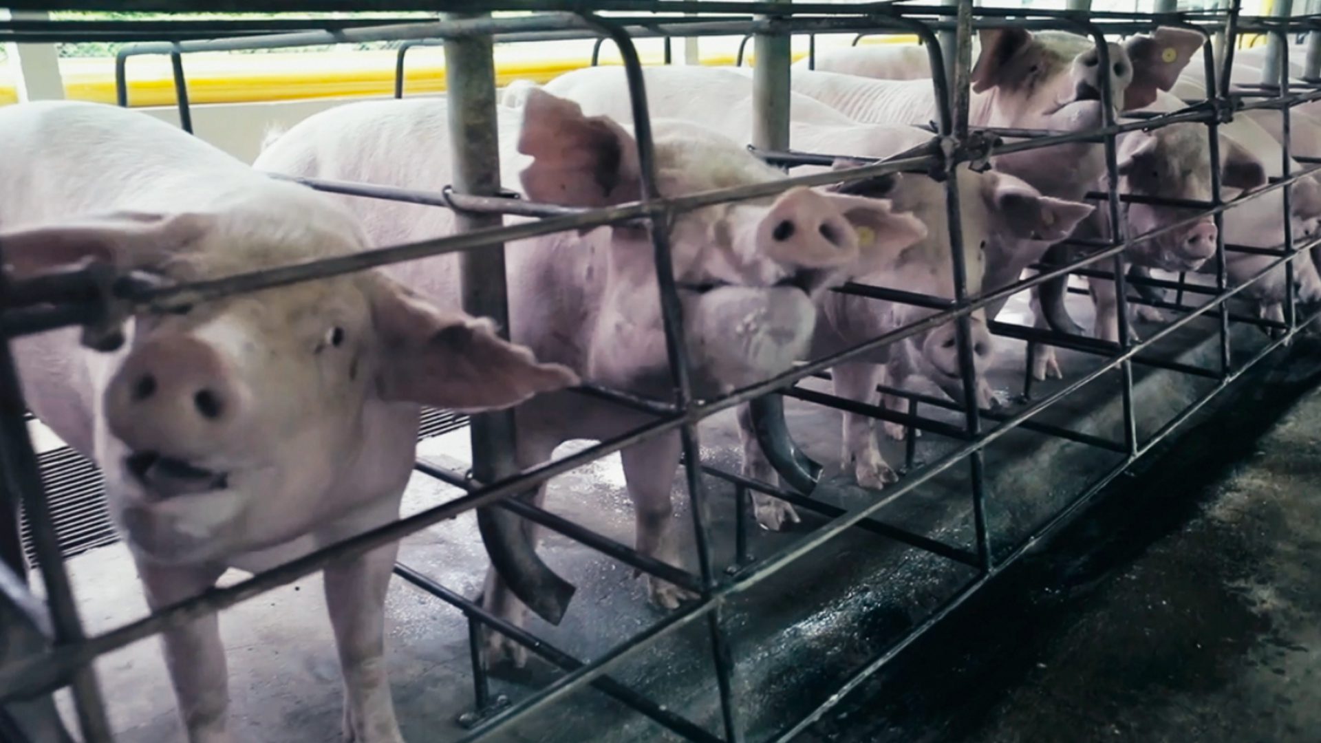 Animal Protection