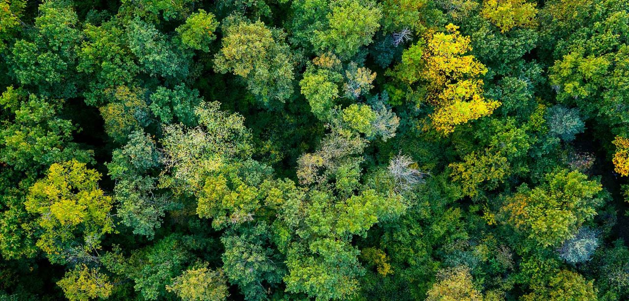 WEGREEN: Mehr als nur unser Purpose