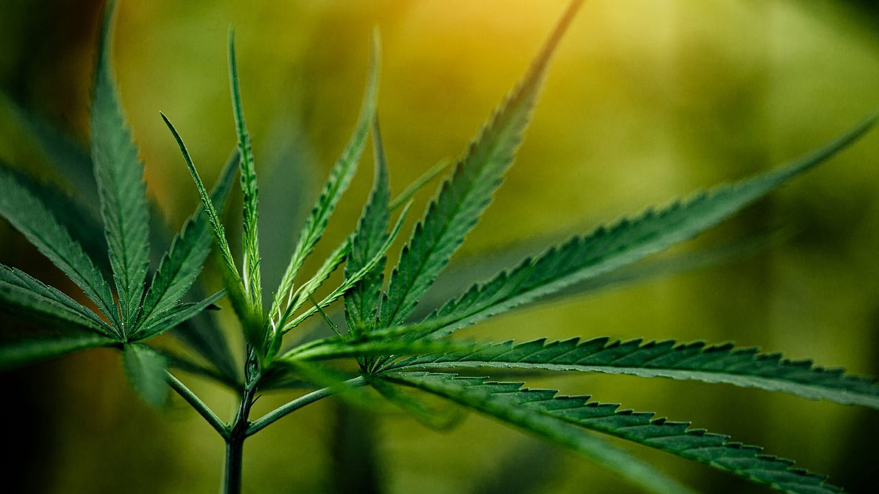 Legal egal? Consumer Tracker untersucht Einstellung der Deutschen zur Cannabis-Legalisierung